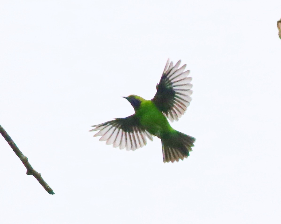 Golden-fronted Leafbird - ML623354212