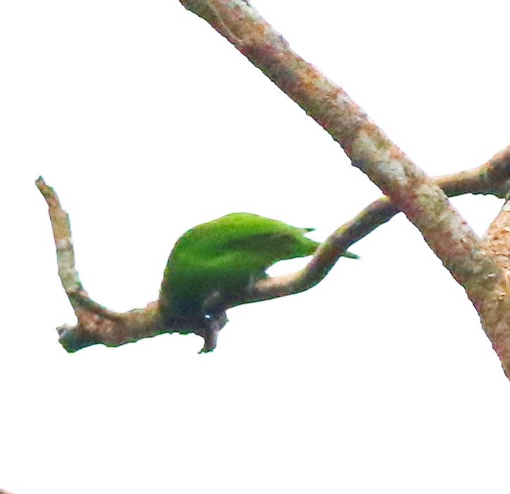 Golden-fronted Leafbird - ML623354213