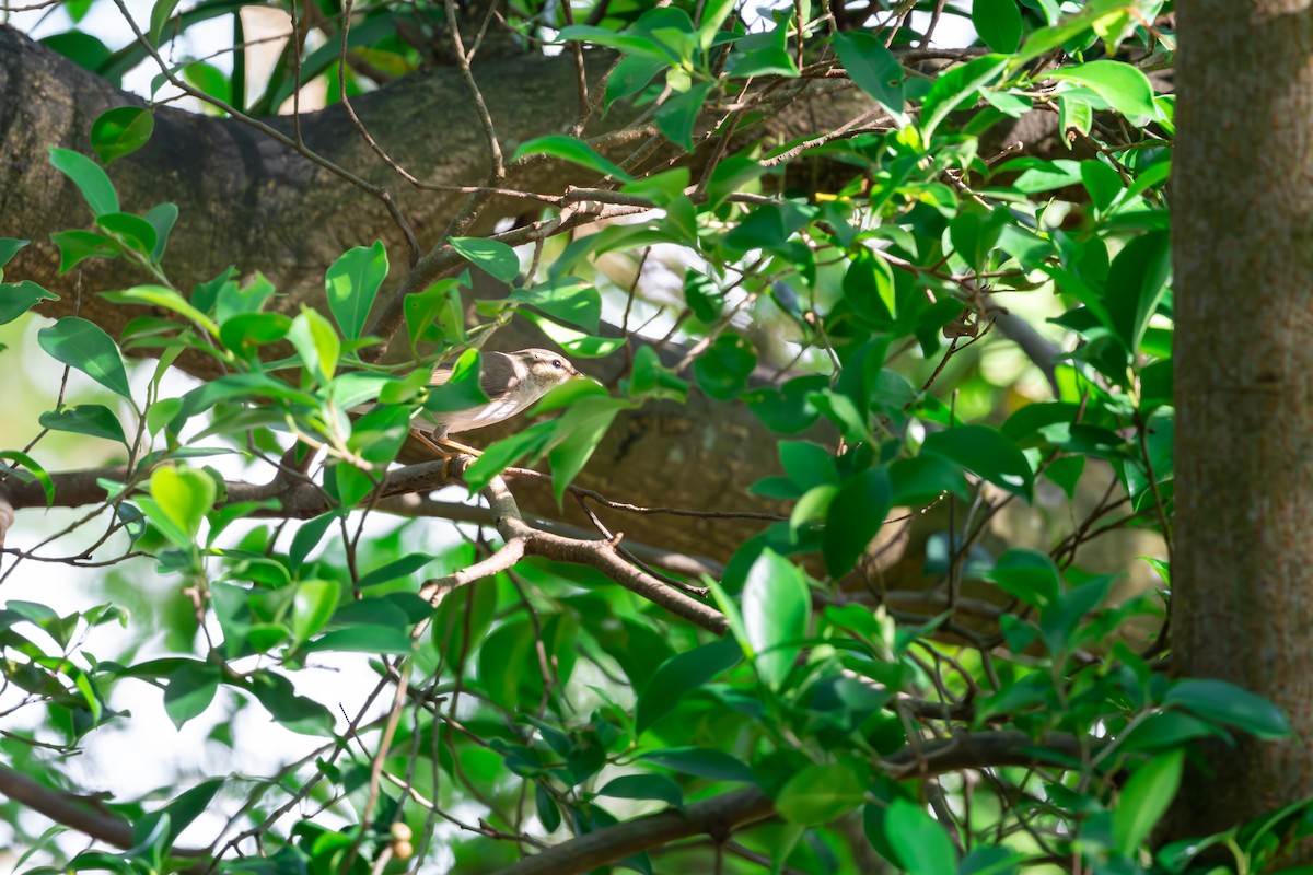 Pale-legged Leaf Warbler - Shing Arrrrr