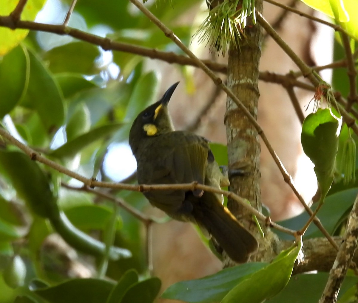 Yellow-spotted Honeyeater - ML623354262