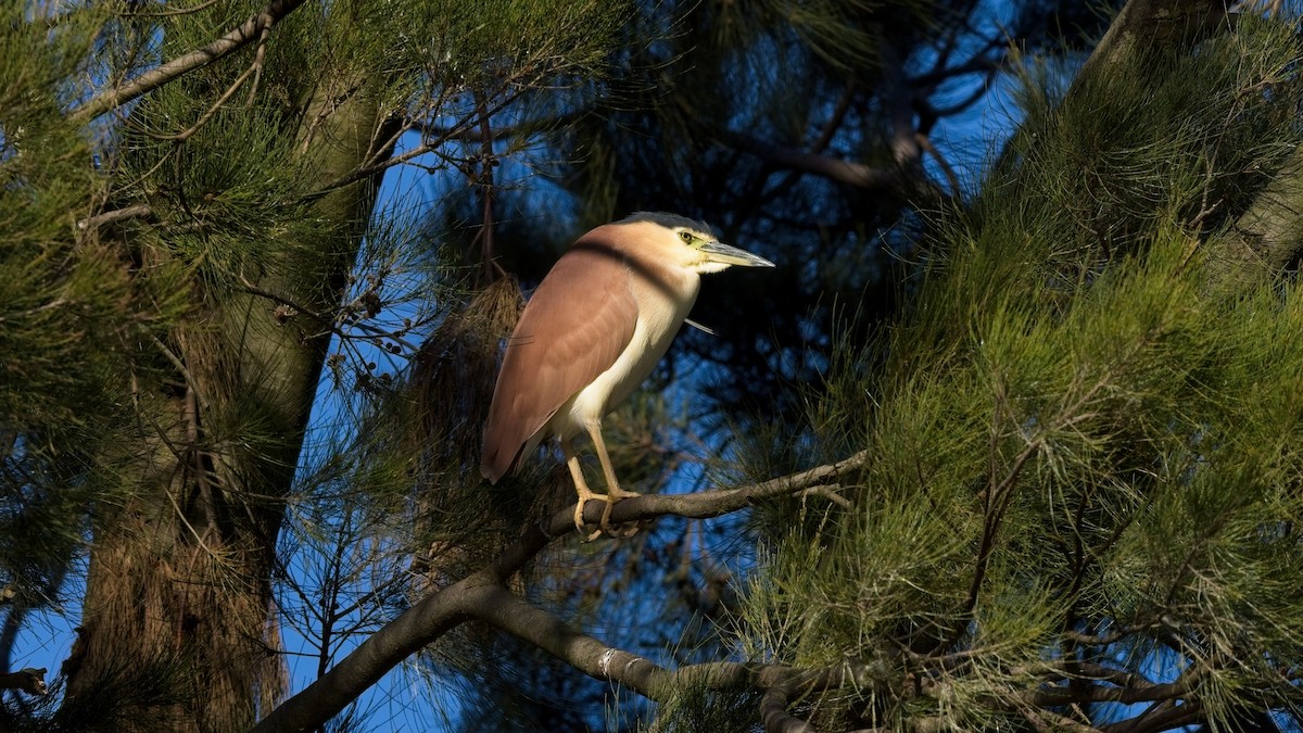 Nankeen Night Heron - ML623354283