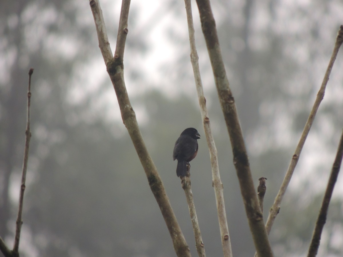 Chestnut-bellied Seed-Finch - ML623354288