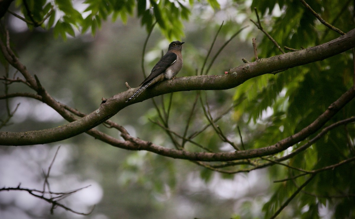 Fan-tailed Cuckoo - ML623354308