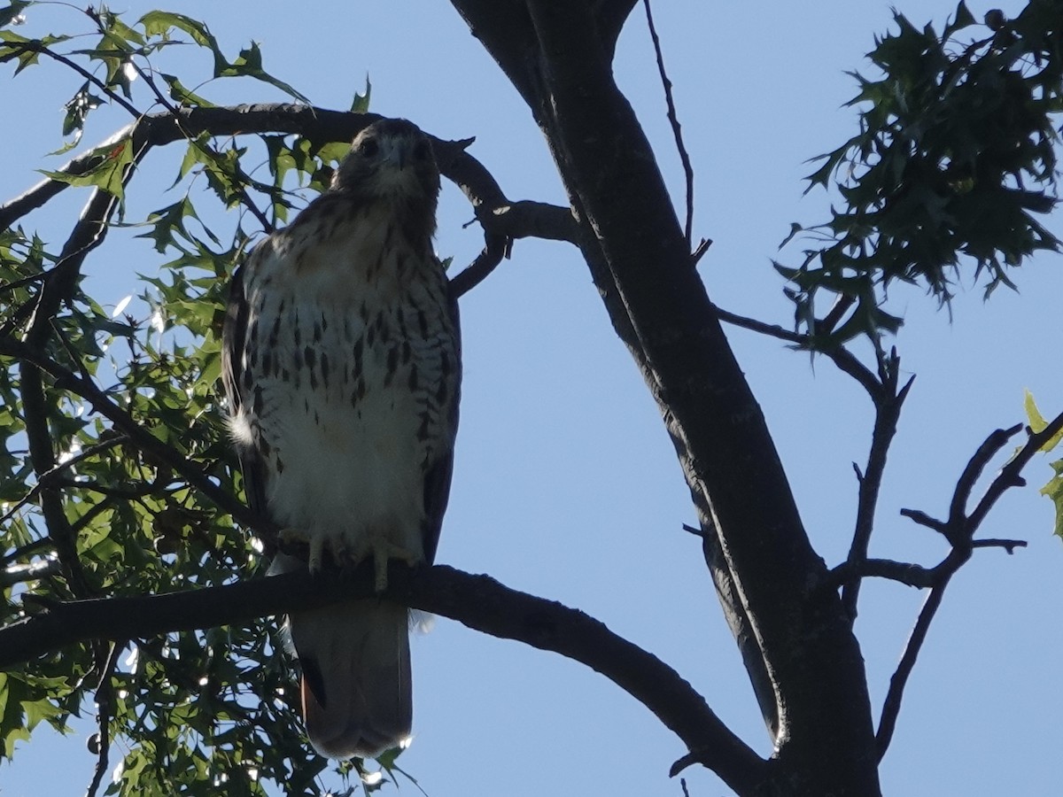 Red-tailed Hawk - ML623354343