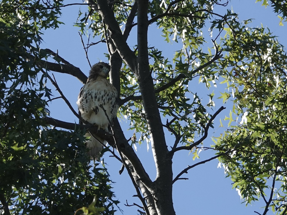 Red-tailed Hawk - ML623354345