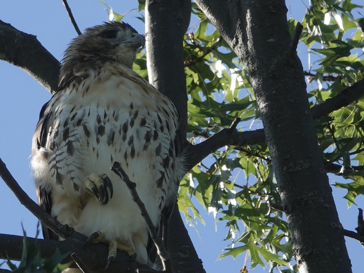 Red-tailed Hawk - ML623354346