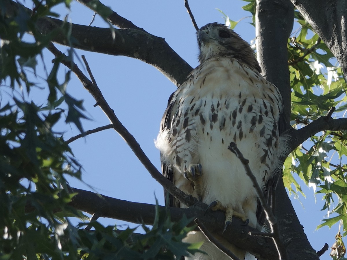 Red-tailed Hawk - ML623354347