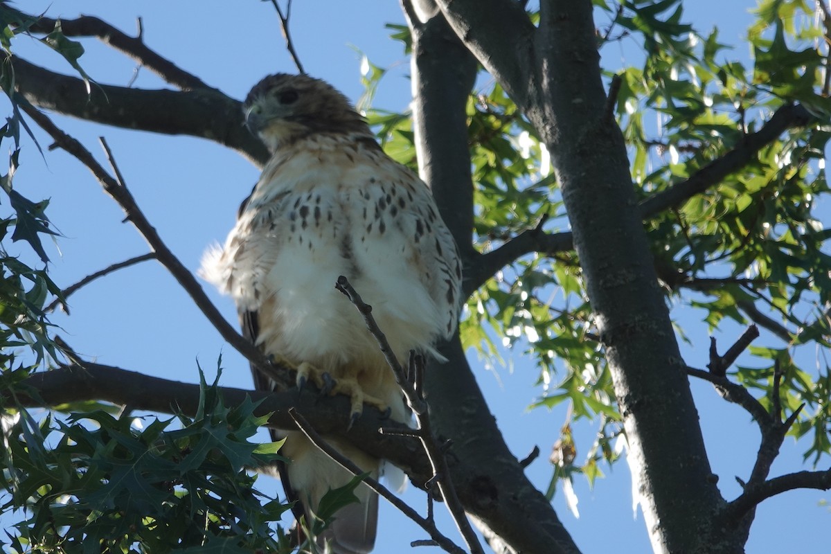 Red-tailed Hawk - ML623354348