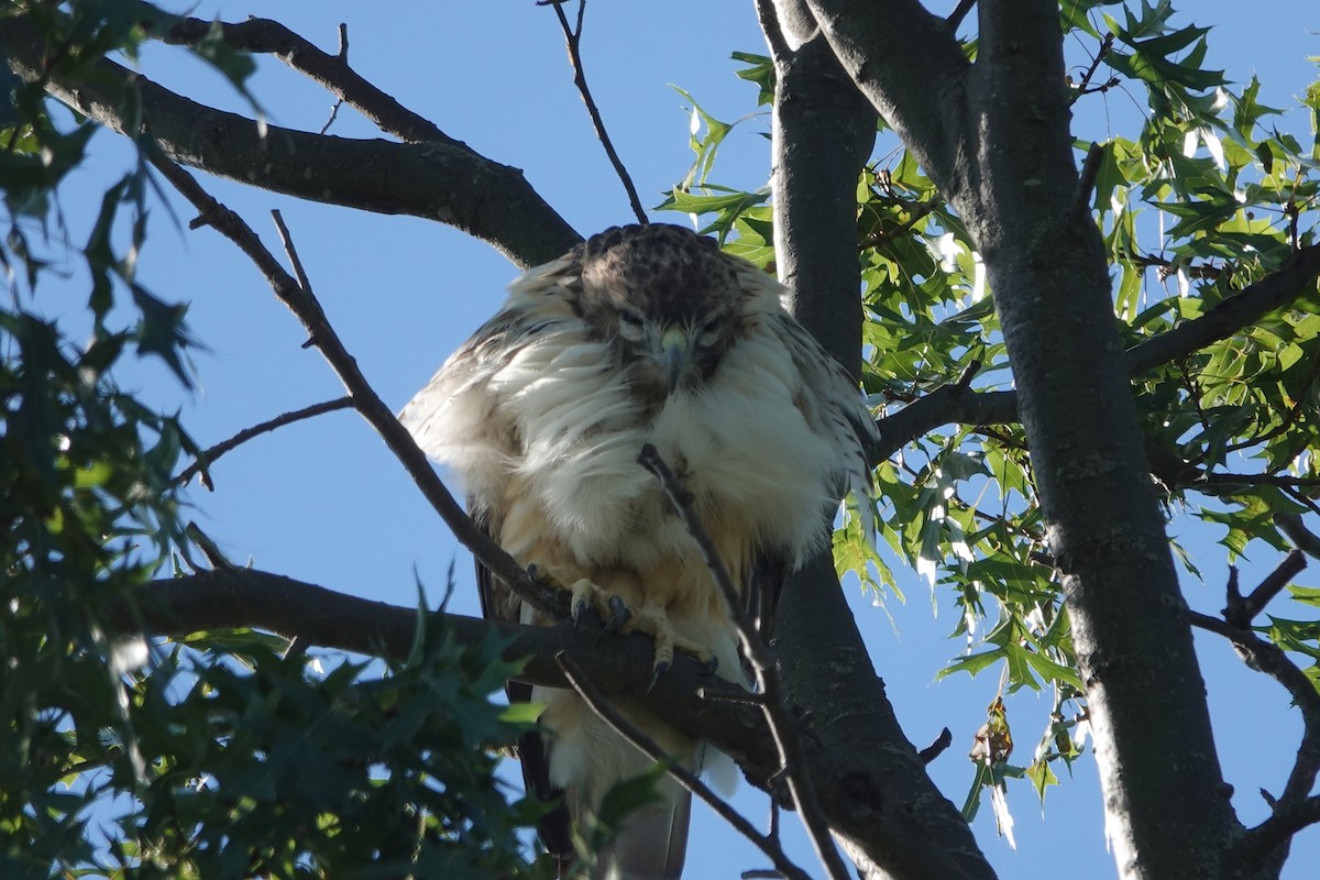 Red-tailed Hawk - ML623354349