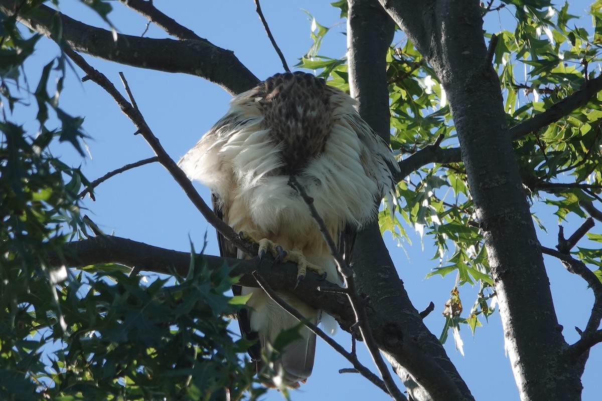 Red-tailed Hawk - Lottie Bushmann