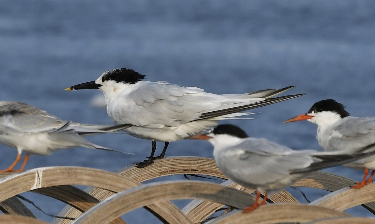 Sandwich Tern - ML623354355