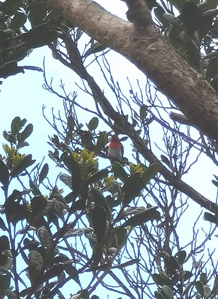 Temminck's Sunbird - ML623354376