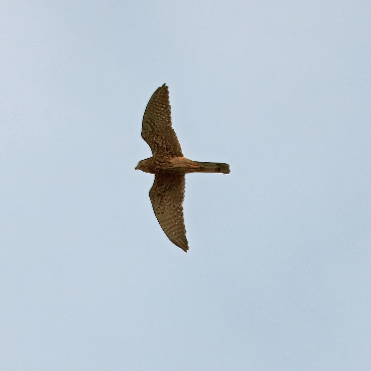 Spotted Kestrel - Ching Chai Liew