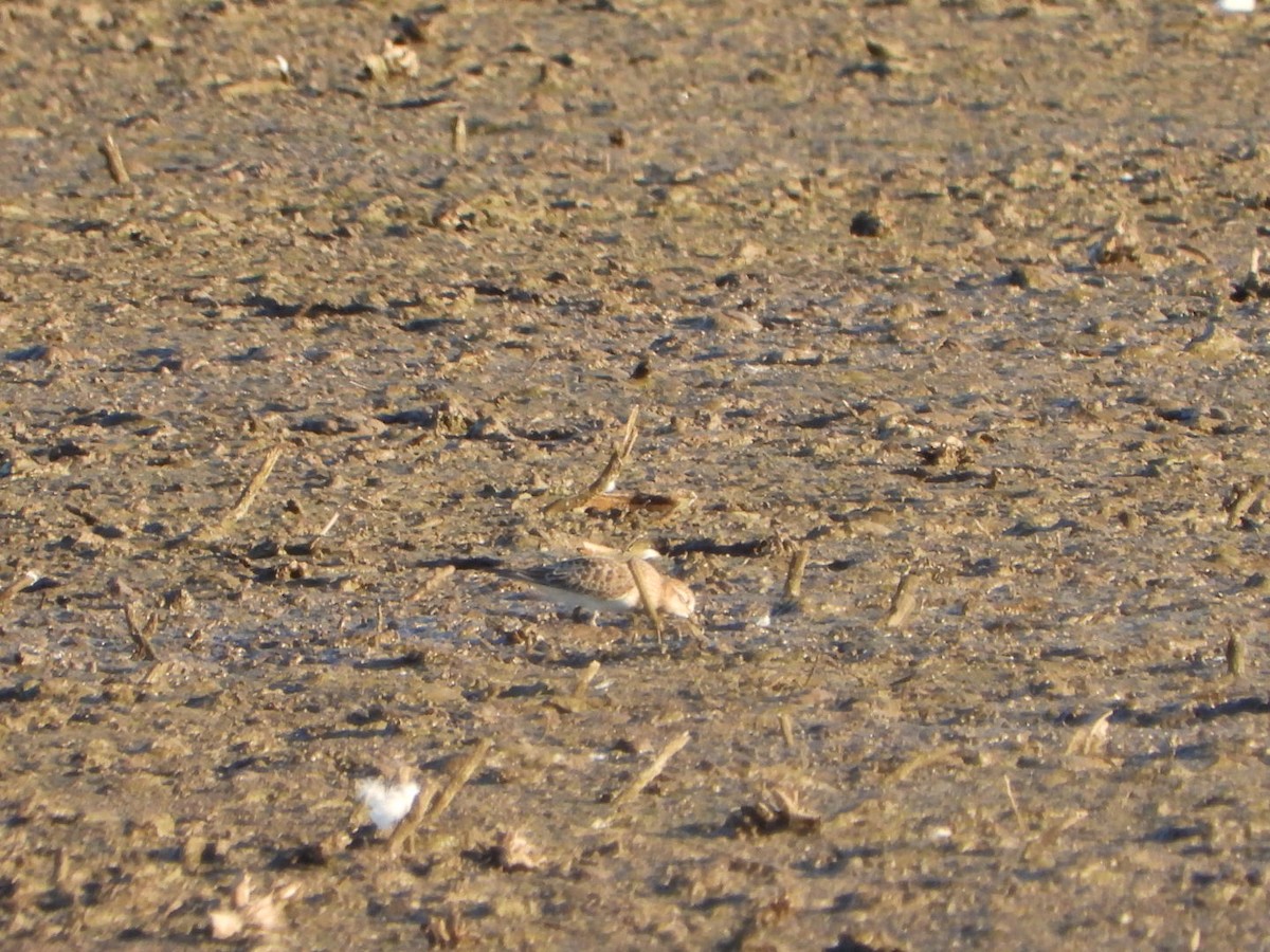 Baird's Sandpiper - Patrick Heeney