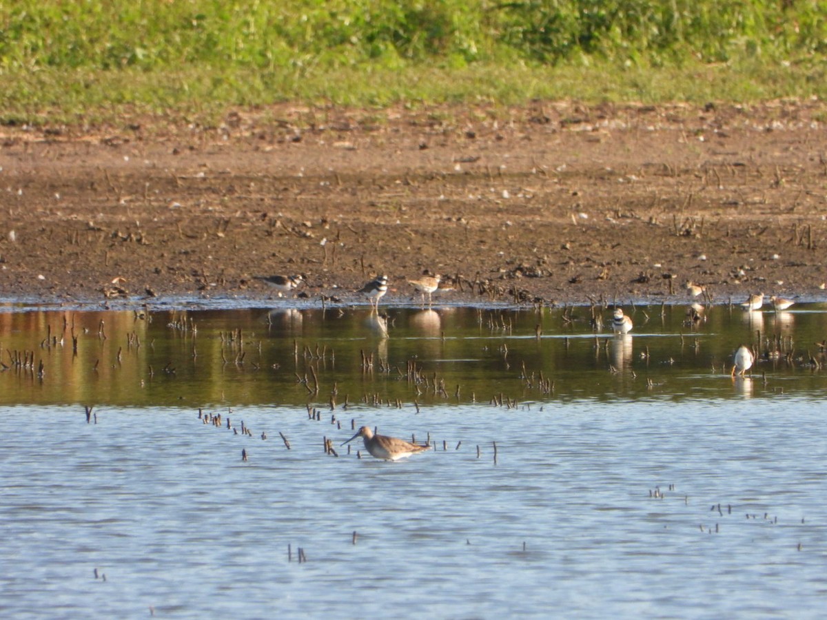 Hudsonian Godwit - ML623354468