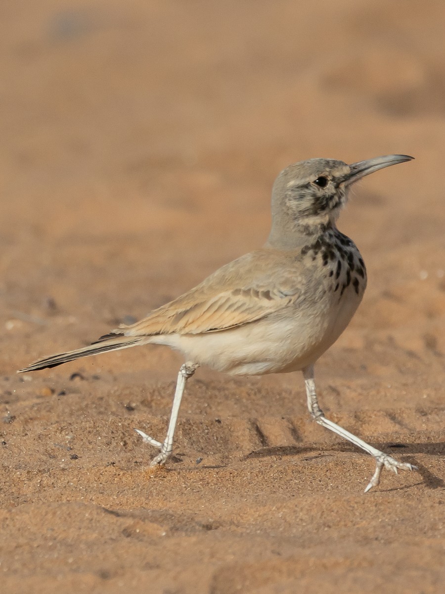 Greater Hoopoe-Lark (Mainland) - ML623354472