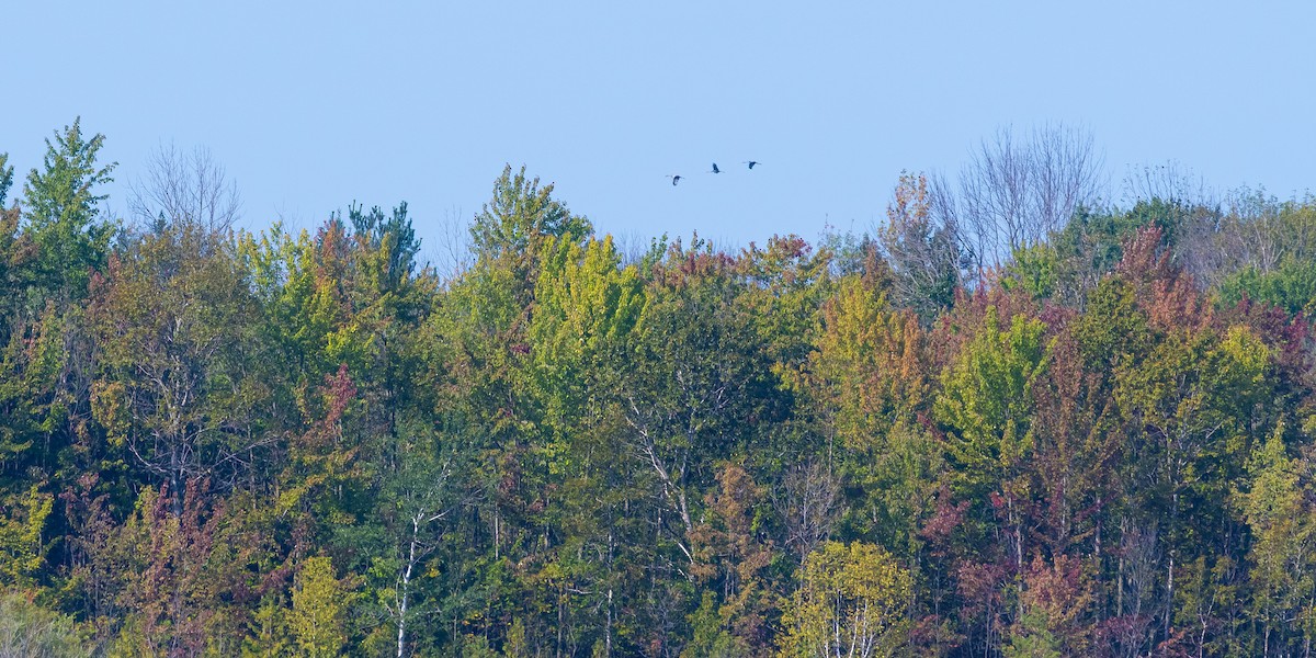 Sandhill Crane - ML623354516