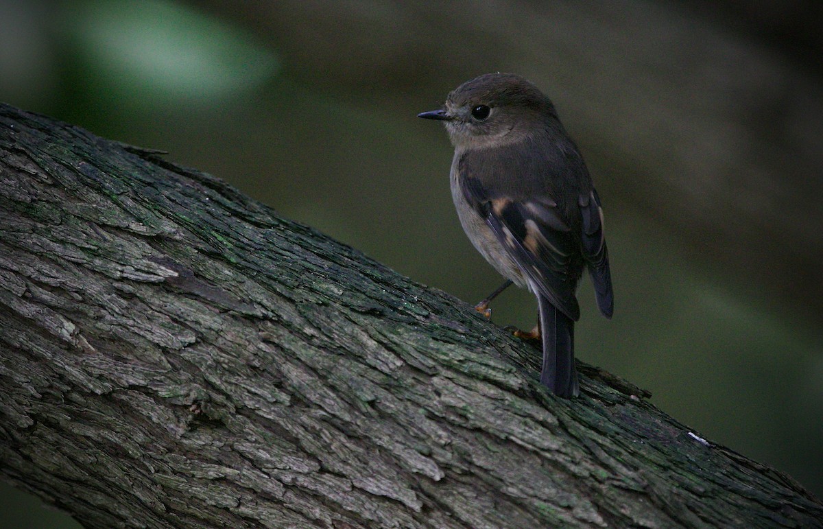 Pink Robin - ML623354542