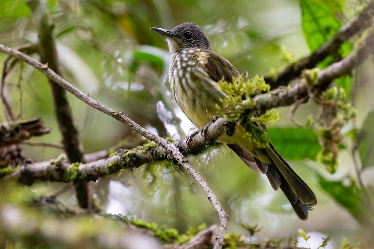 Javan Bulbul - ML623354565