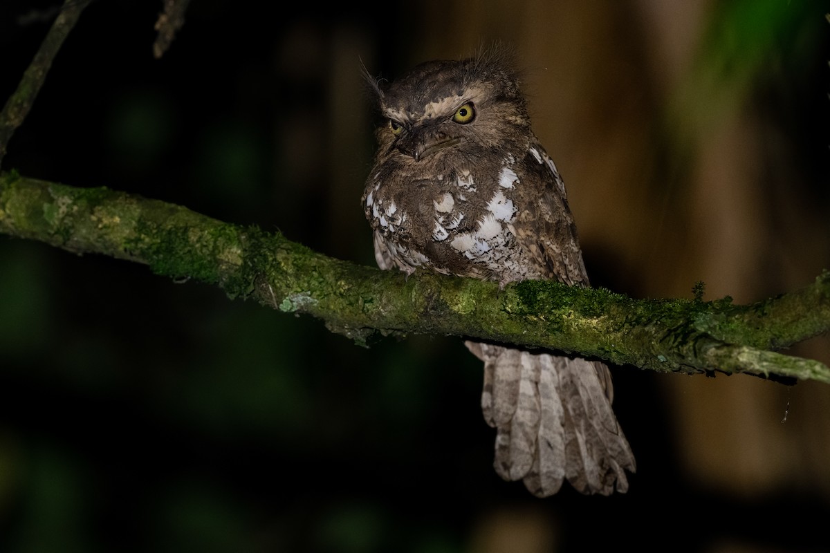 Javan Frogmouth - ML623354567