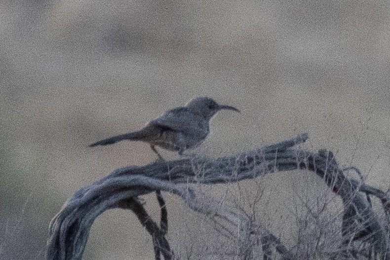 LeConte's Thrasher - ML623354568