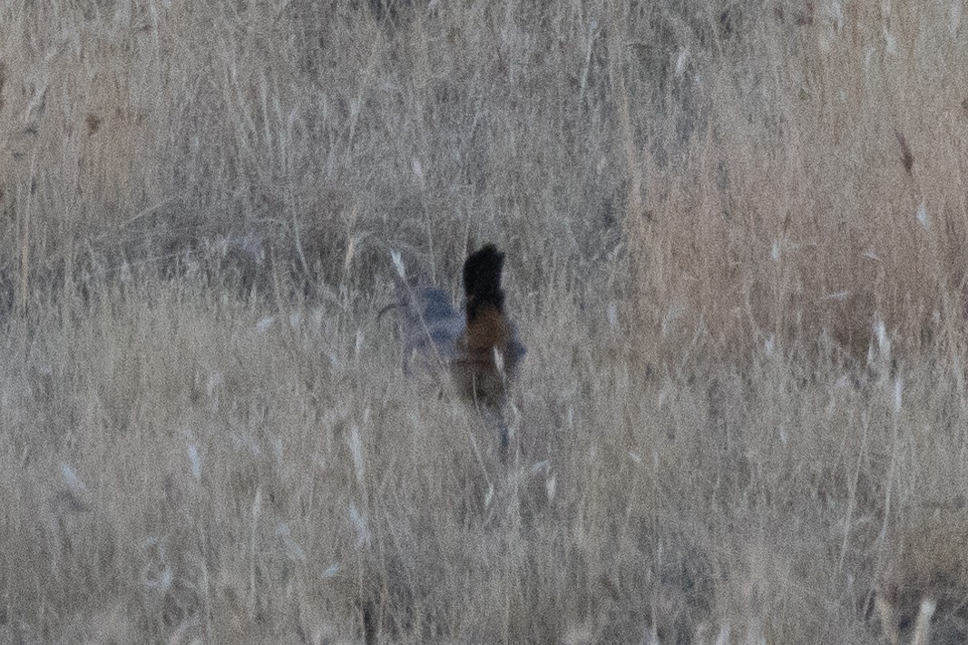 LeConte's Thrasher - ML623354569