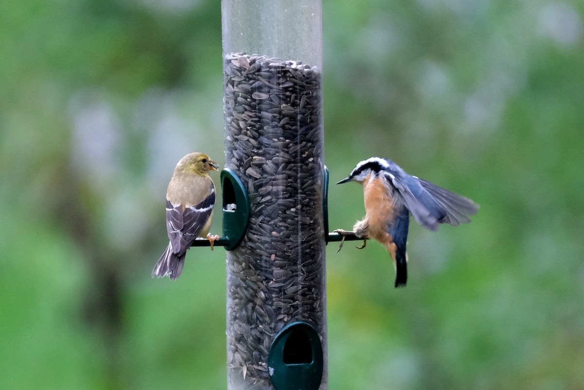 Red-breasted Nuthatch - ML623354585