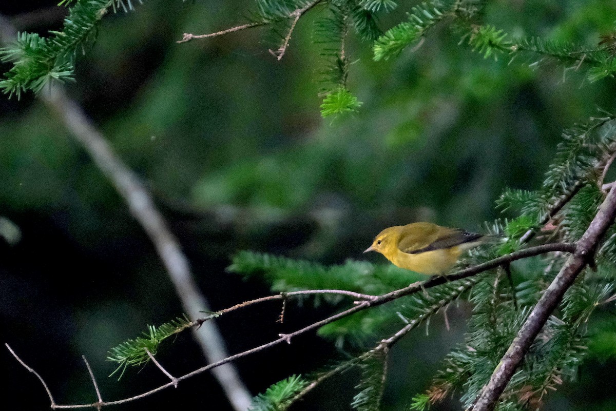 Tennessee Warbler - ML623354596