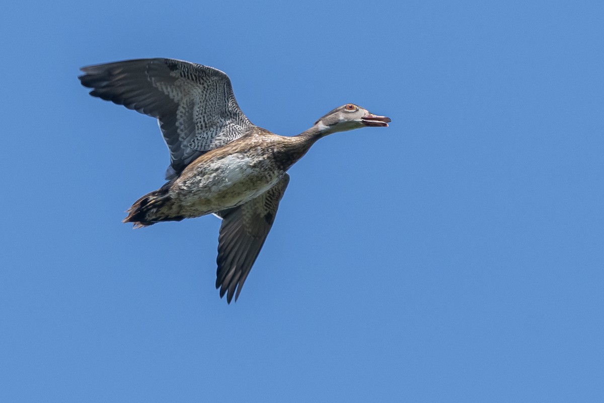 Wood Duck - ML623354603