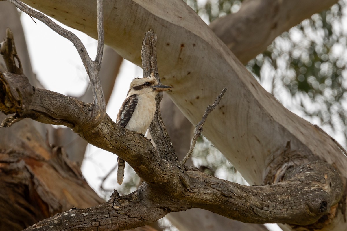 Laughing Kookaburra - ML623354605