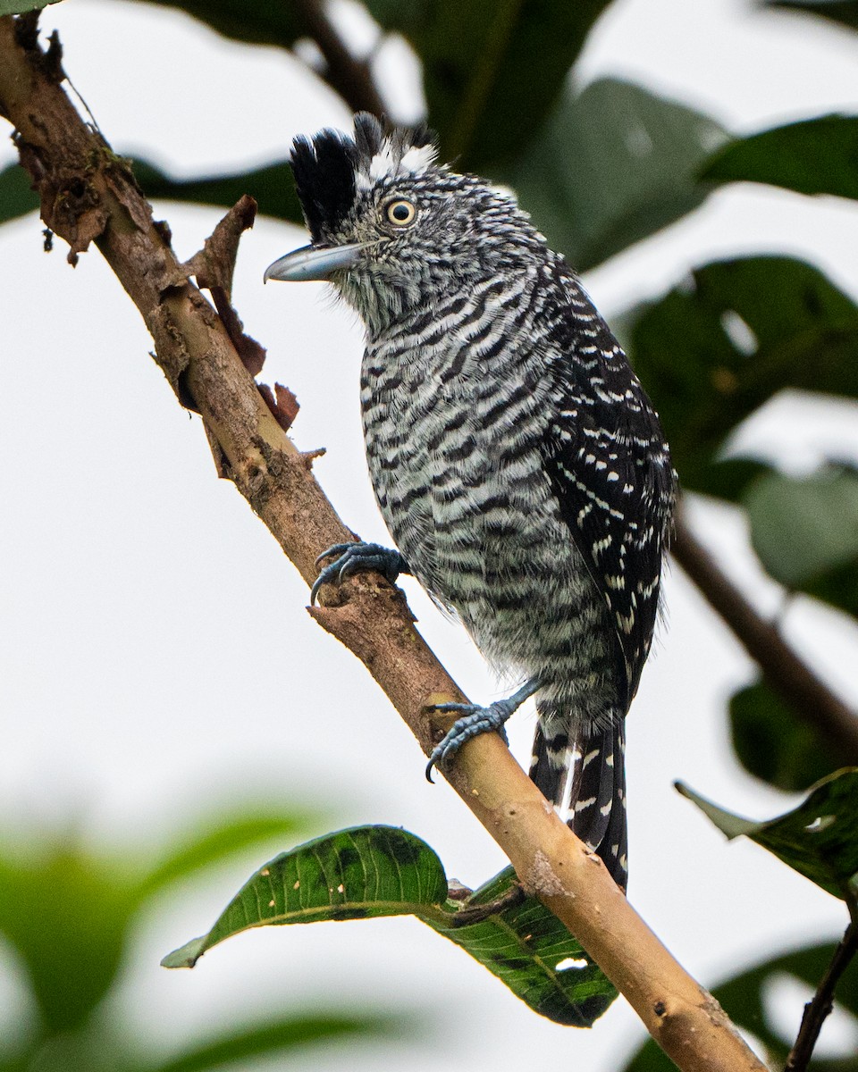 Barred Antshrike - praveen Rao koli