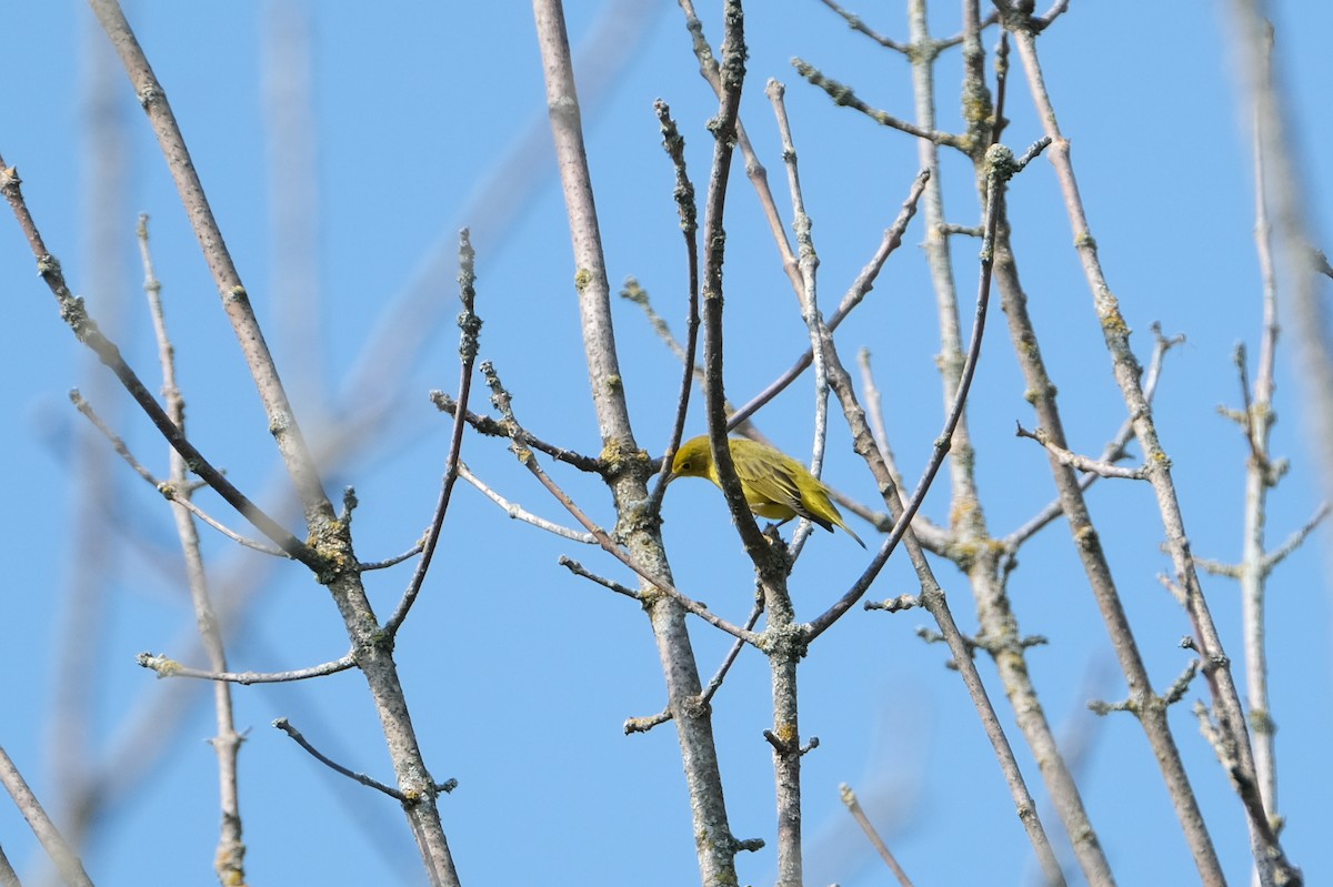 Yellow Warbler - ML623354720