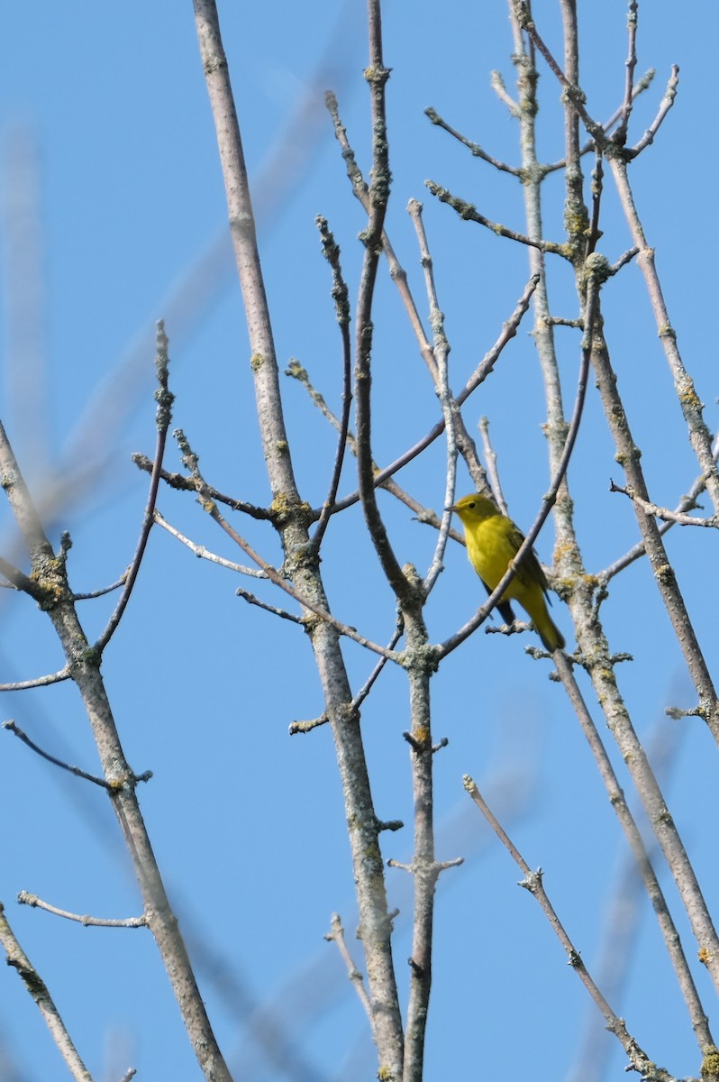 Yellow Warbler - ML623354723