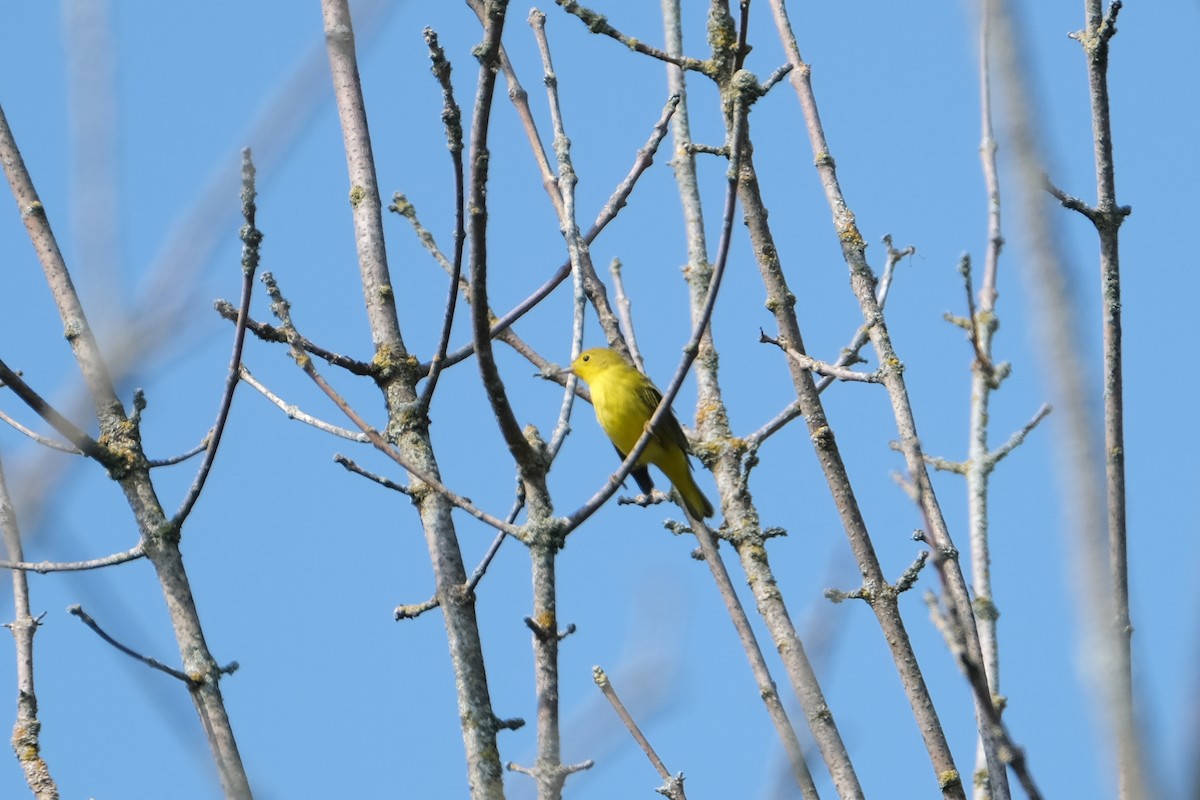 Yellow Warbler - ML623354724