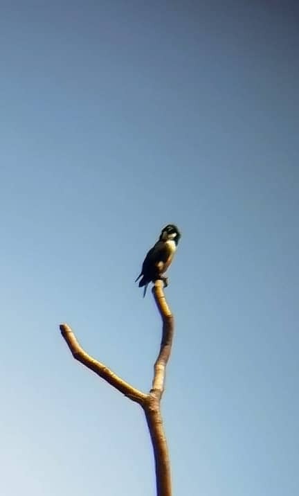 Black-thighed Falconet - ML623354739