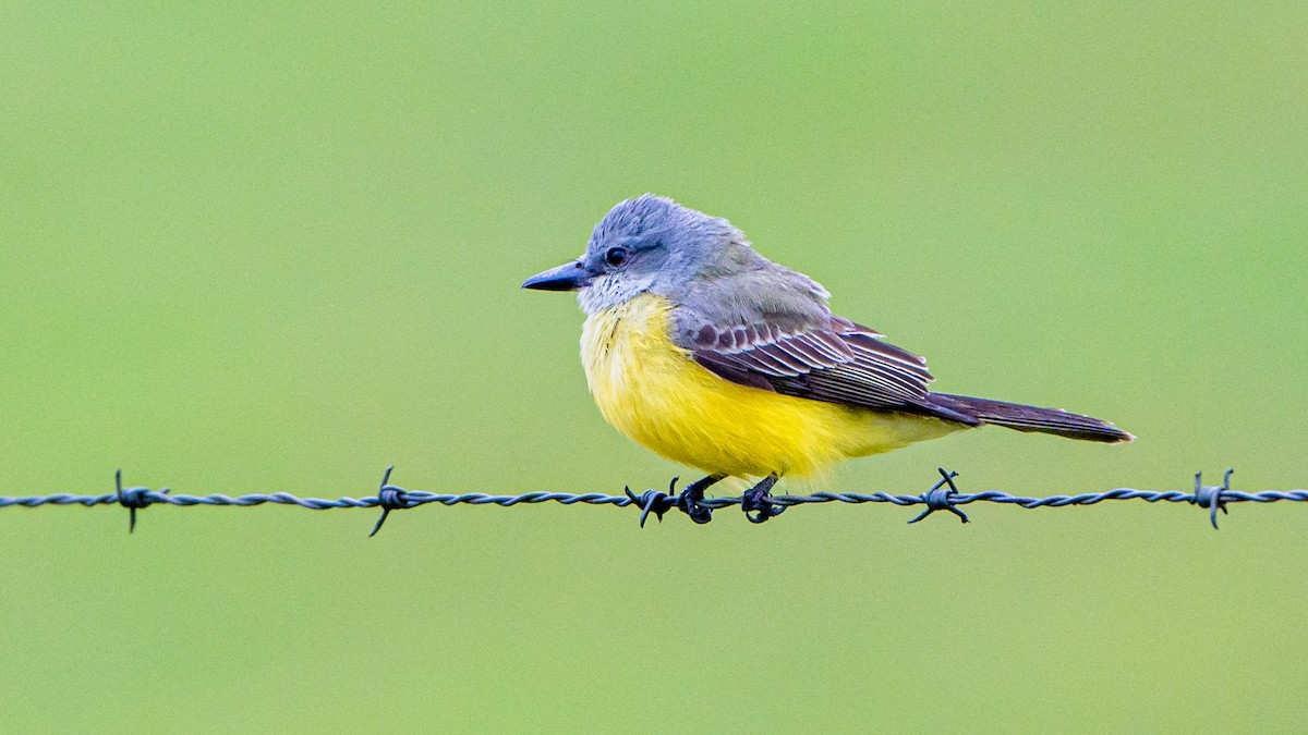 Tropical Kingbird - ML623354799