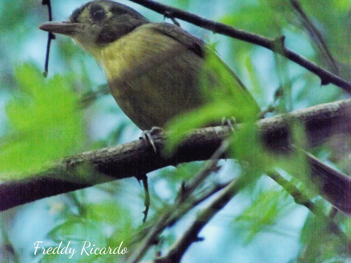 Cuban Vireo - ML623354817