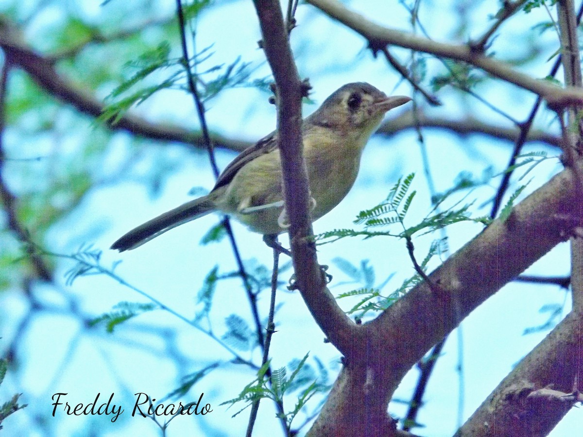 Cuban Vireo - ML623354818