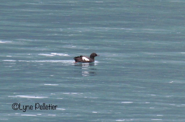 Pigeon Guillemot - ML623354879