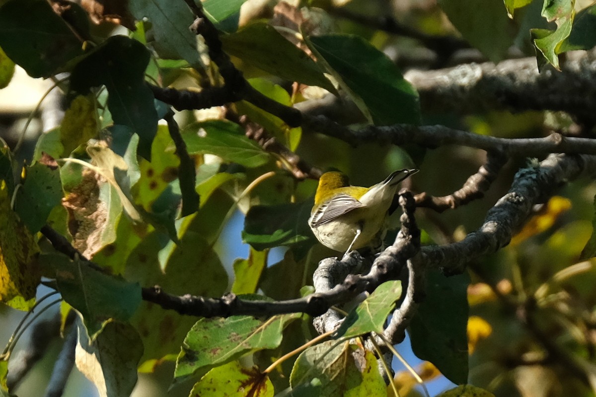 Black-throated Green Warbler - ML623354972