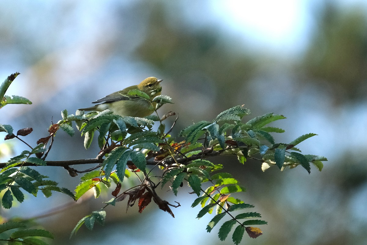 Tennessee Warbler - ML623354975