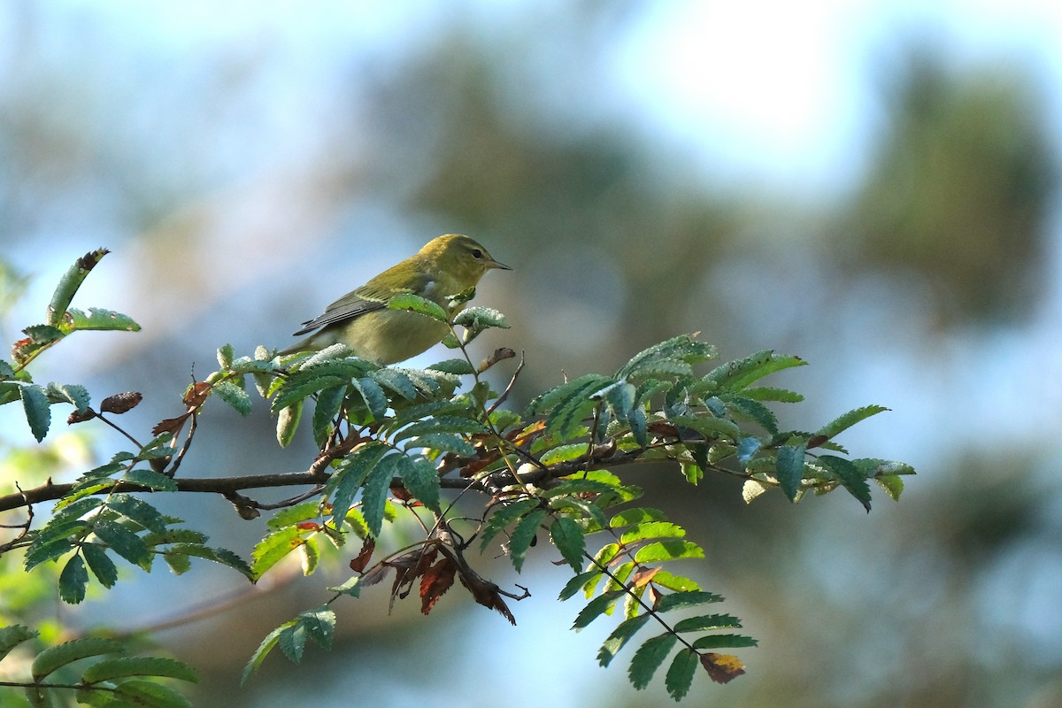Tennessee Warbler - ML623354976