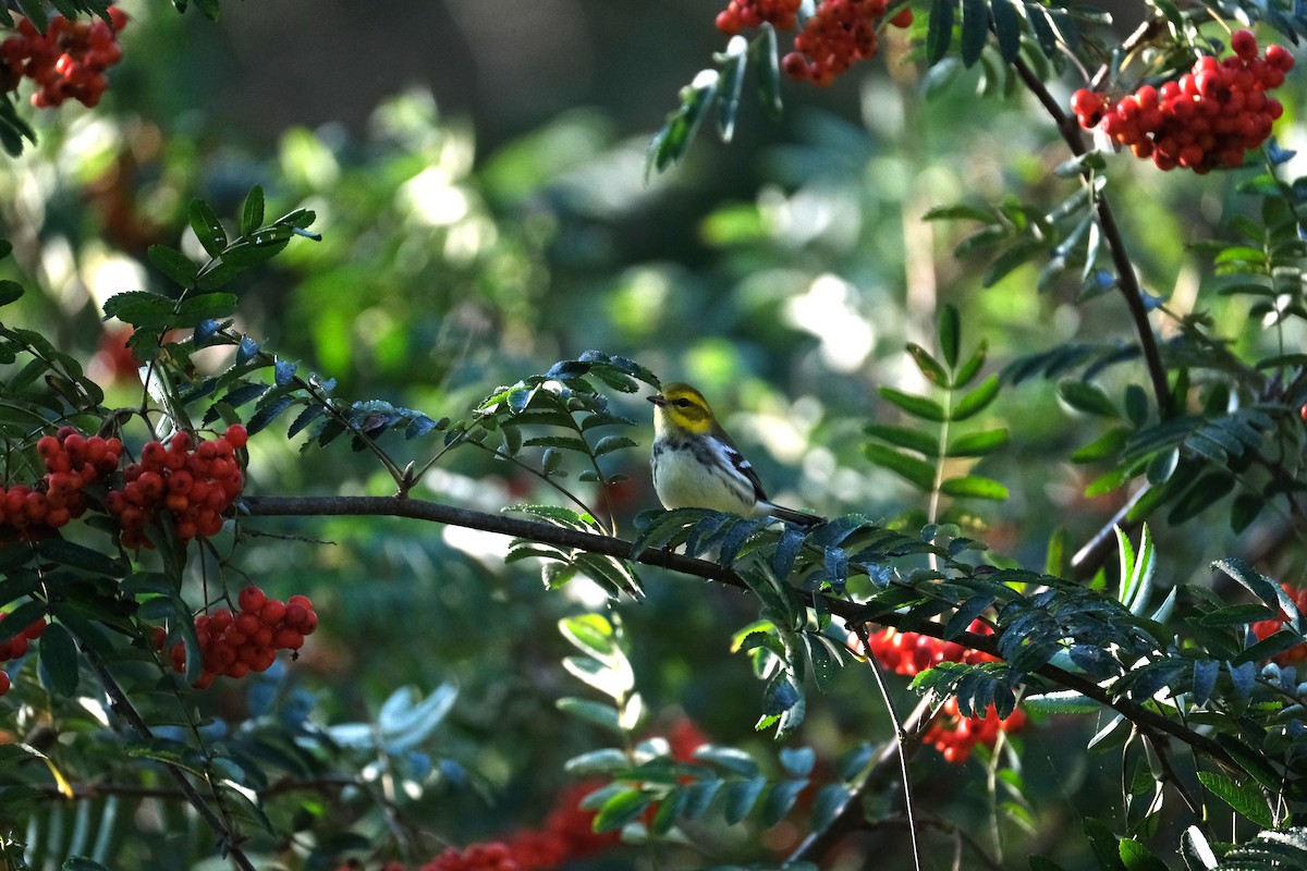 Black-throated Green Warbler - ML623354979