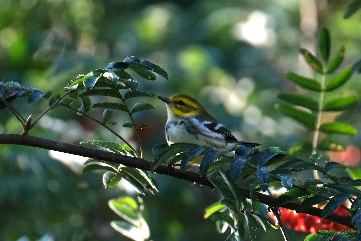 Black-throated Green Warbler - ML623354980