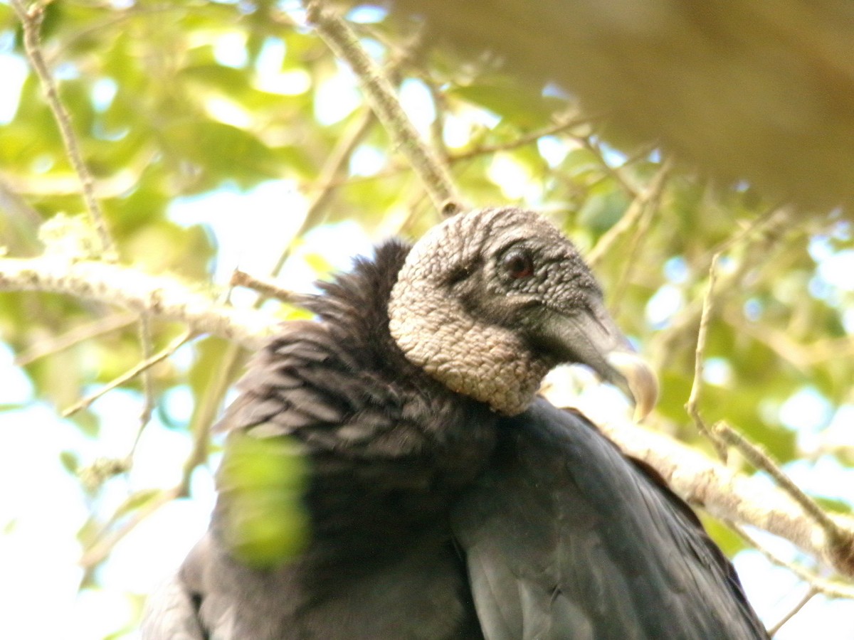 Black Vulture - ML623354993