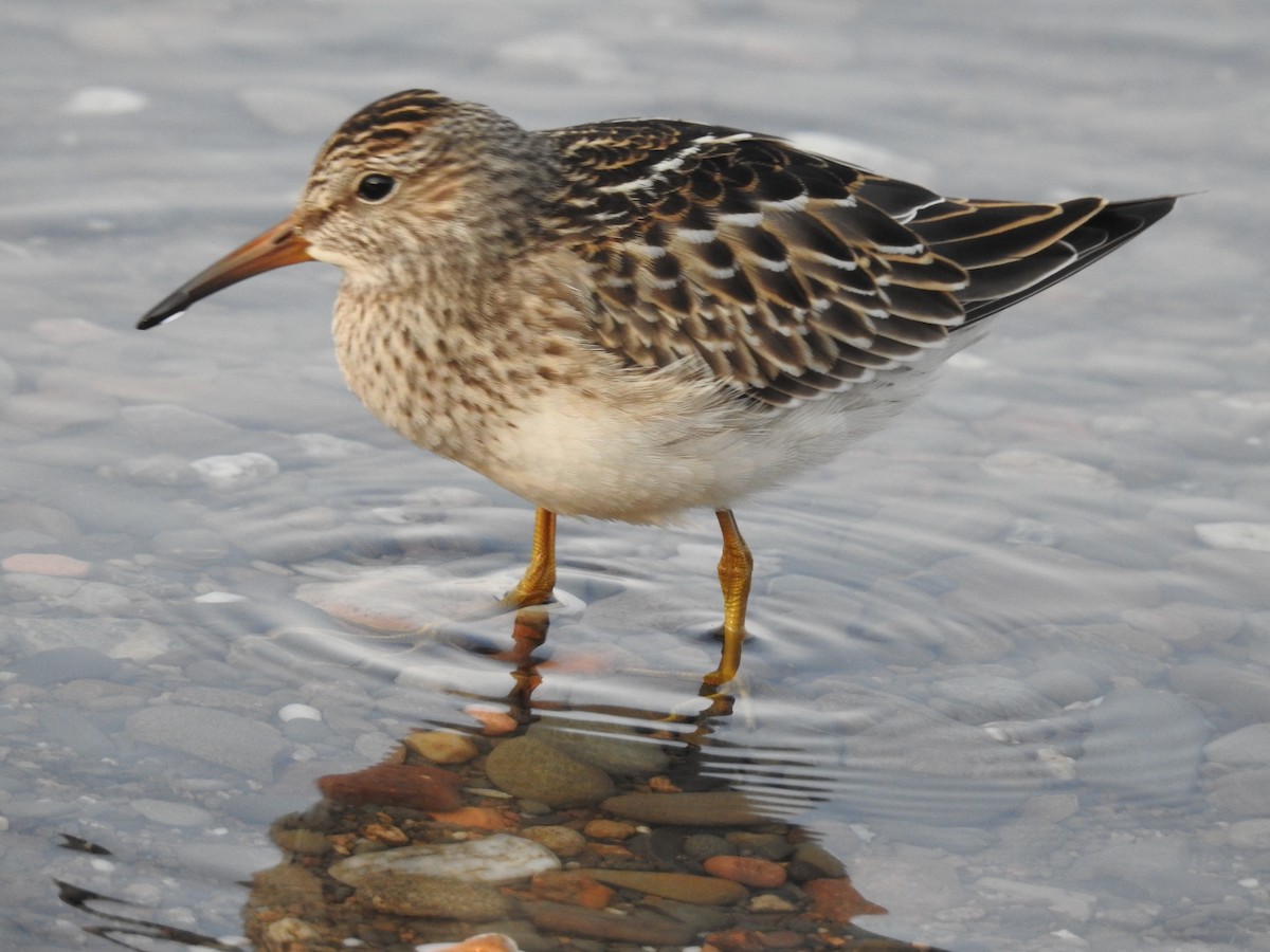 Pectoral Sandpiper - Lucette lyons