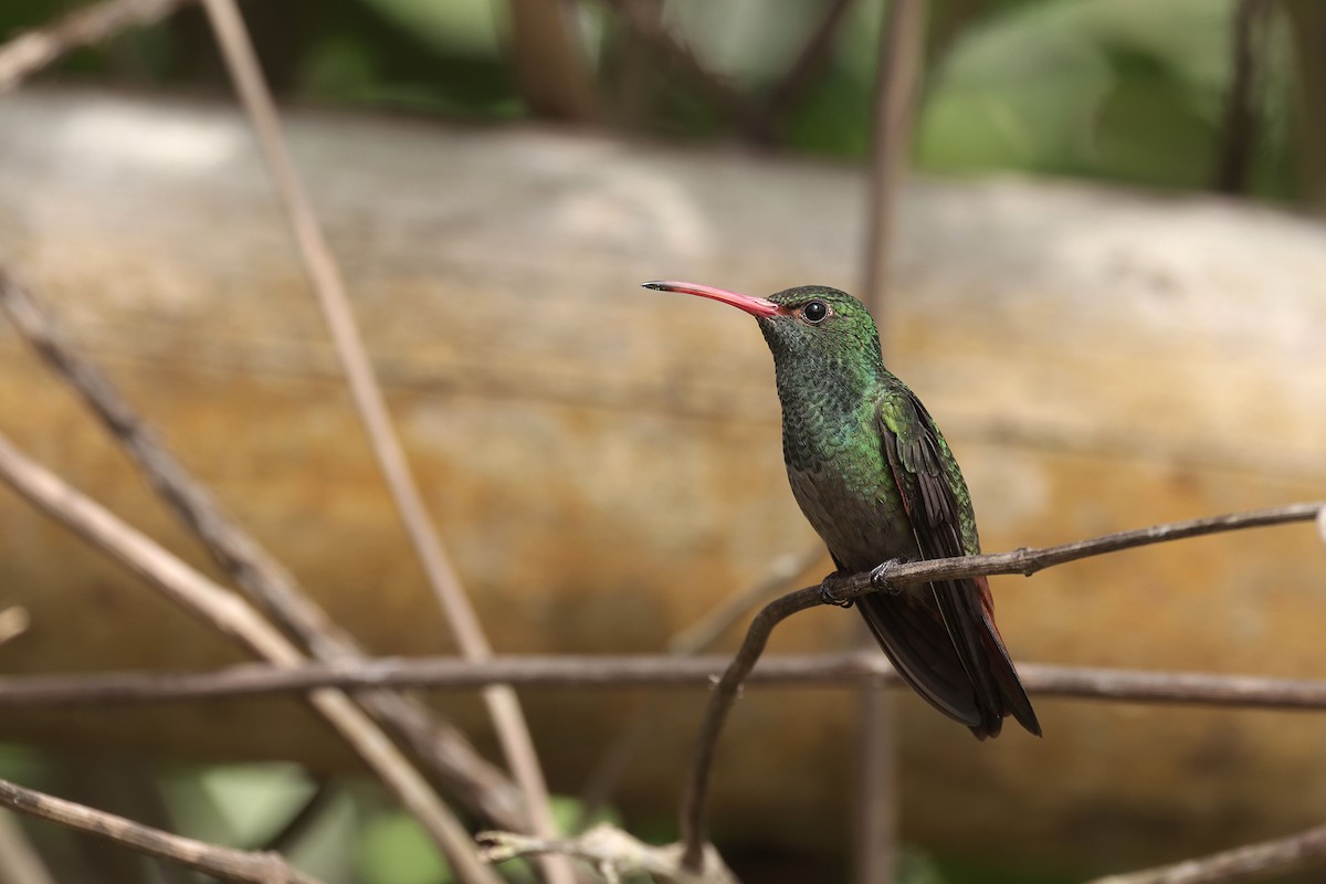 Rufous-tailed Hummingbird (Rufous-tailed) - ML623354999