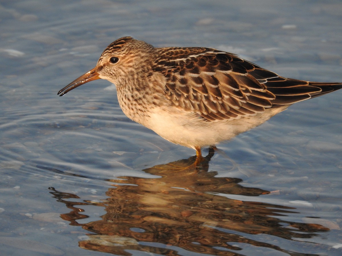 Pectoral Sandpiper - ML623355000