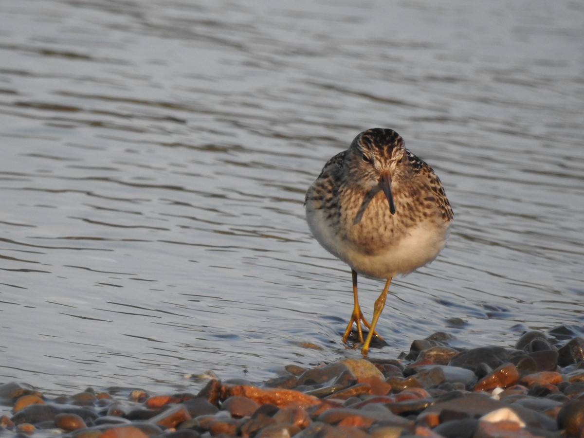 Pectoral Sandpiper - ML623355003