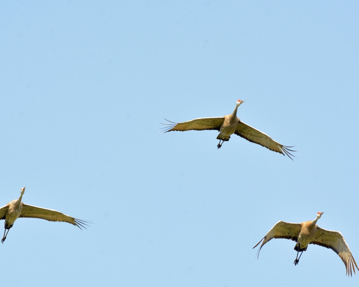 Sandhill Crane - ML623355004